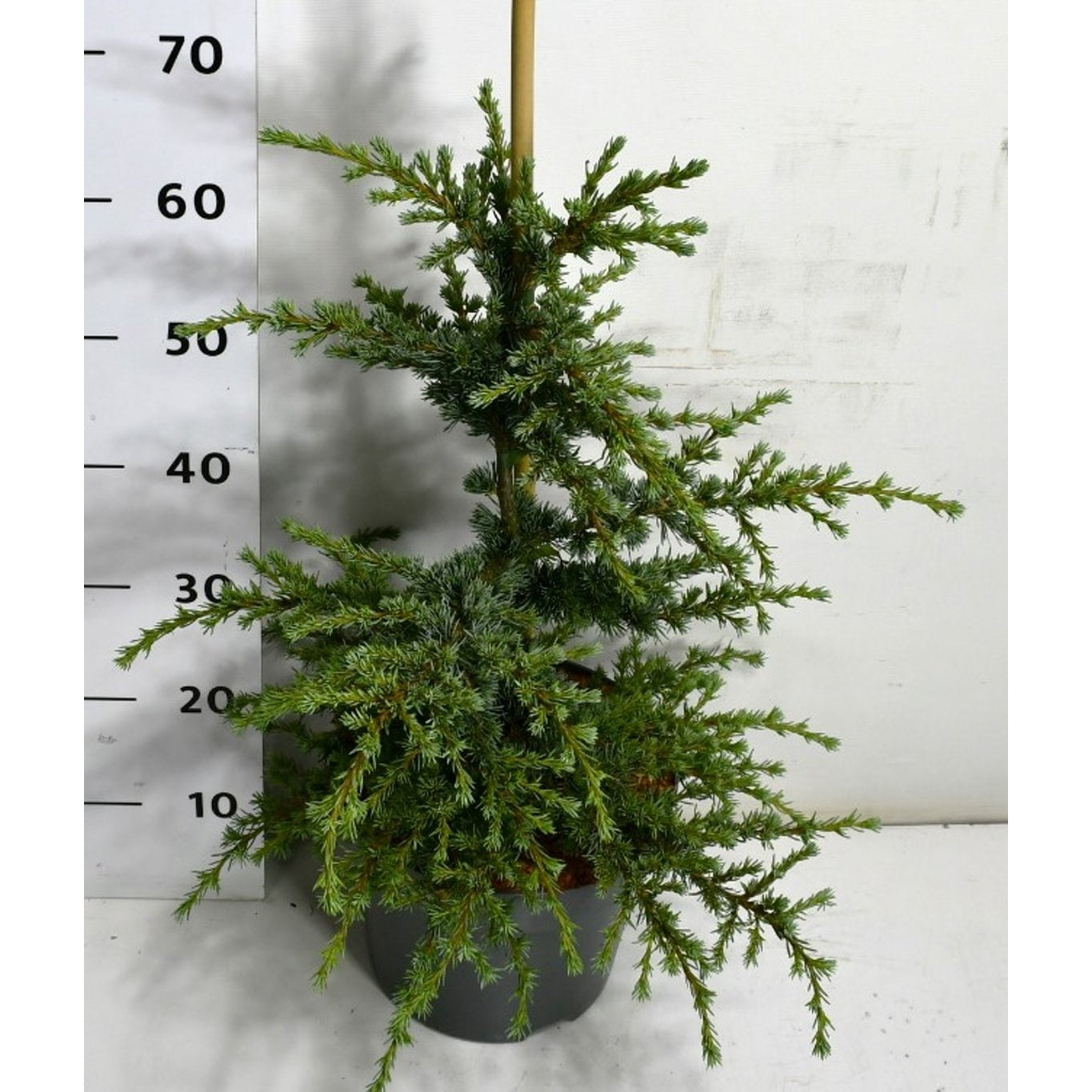 Libanonceder – Cedrus libani 'Saphire Nymph' - C7.5 40-50 cm.
